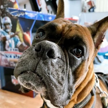 files/imgi_61_use_it_as_paws_1_600x_06a061ef-4316-4c36-83c2-727c52f3e1d7.jpg